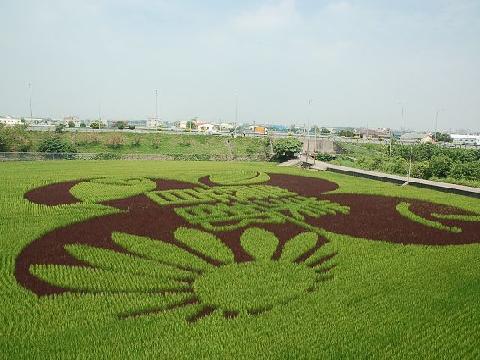 稻田校园景观艺术