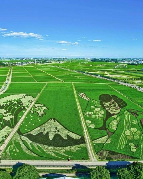 稻田艺术景观高清图片欣赏